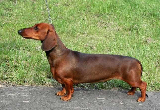 Russkiy Assorti'C Zemlyanika | Dachshund 