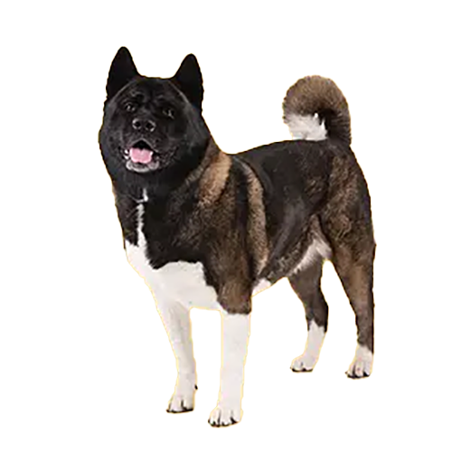 Akita