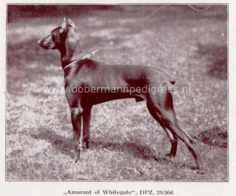 Amarant of Whitegate | Brown Doberman Pinscher