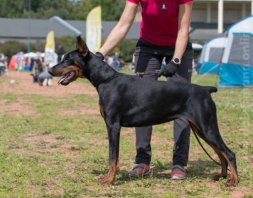 Shiraz iz Korolevstva D'Allba | Black Doberman Pinscher