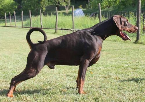 Toto di Casa Giardino | Brown Doberman Pinscher