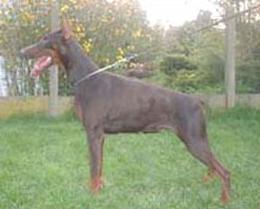 Xanadu des Fripons d'Ebene | Brown Doberman Pinscher