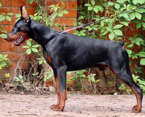 Gretchendorf Beckenham | Black Doberman Pinscher