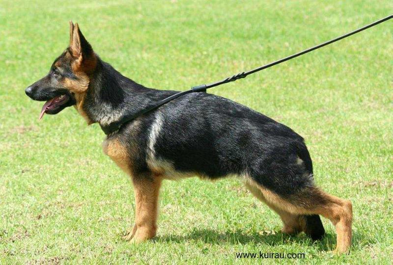 Kuirau Liberty Belle | German Shepherd Dog 