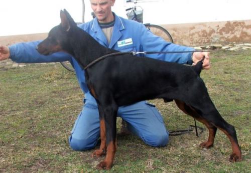 Madaras-Pusztai Tayson | Black Doberman Pinscher