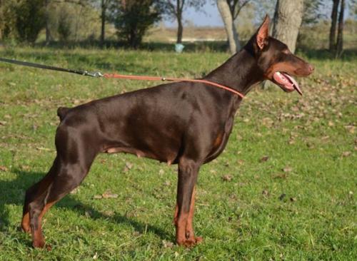 Aria de Noche Negro | Brown Doberman Pinscher