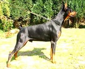 Ydaho des Fripons d'Ebene | Black Doberman Pinscher