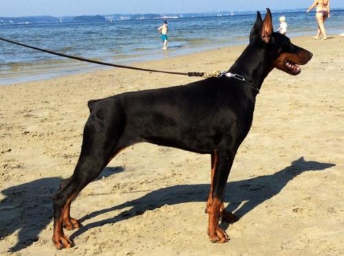 Gina v. Sagramos | Black Doberman Pinscher