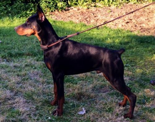 Gino v. Sagramos | Black Doberman Pinscher