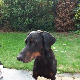 Elfiero v. Priscilla's Home | Black Doberman Pinscher