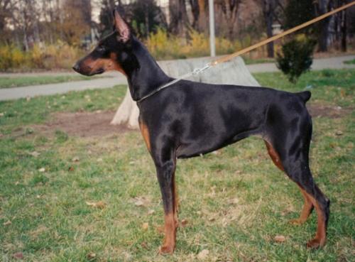 Odisea Betelges | Black Doberman Pinscher