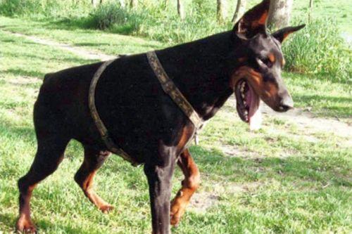 Orane du Schamdar | Black Doberman Pinscher