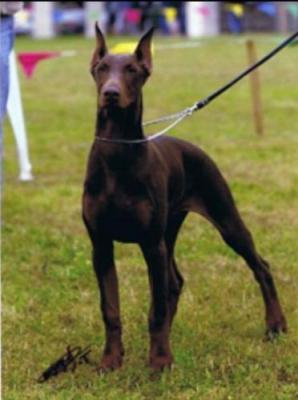 Raquel-Welch de Fassano | Brown Doberman Pinscher