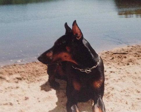 Quense (LOSH 689442) | Black Doberman Pinscher