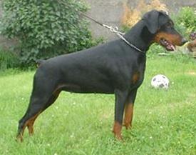 Irinland Renegada Ragdoll | Black Doberman Pinscher