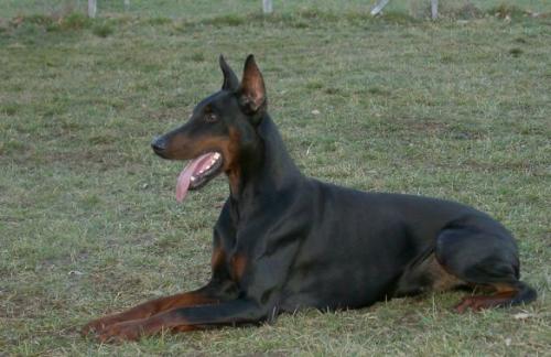 Raiko de Xavie | Black Doberman Pinscher