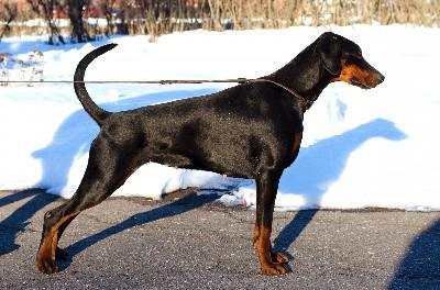 Pride of Russia Femida | Black Doberman Pinscher