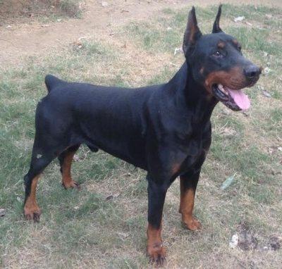 Kosmos de Fleichsmer | Black Doberman Pinscher