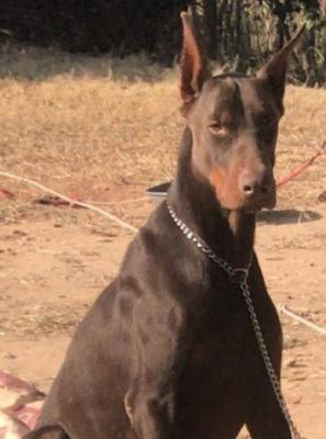 Rufus Shadow of the Darkness | Brown Doberman Pinscher