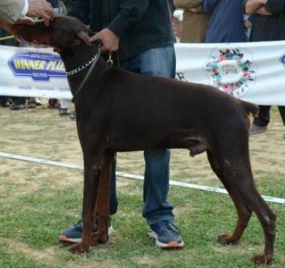 Barney Pride of Hunnoterra | Brown Doberman Pinscher