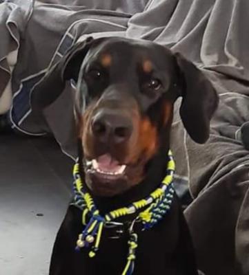 Alani's Gold Boa Balou | Black Doberman Pinscher