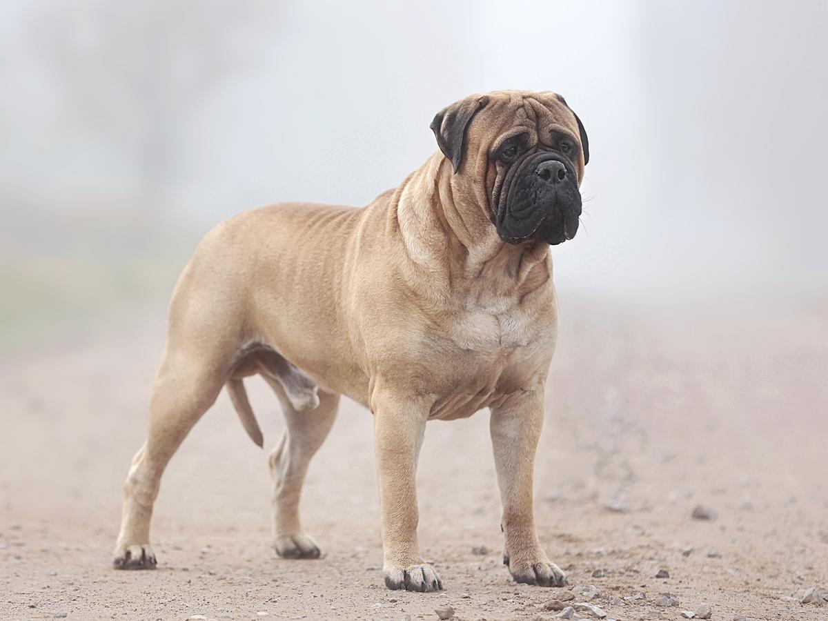 DAKAR Amber Dream | Bullmastiff 