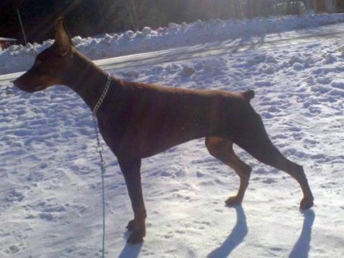 Ona del Nasi | Brown Doberman Pinscher