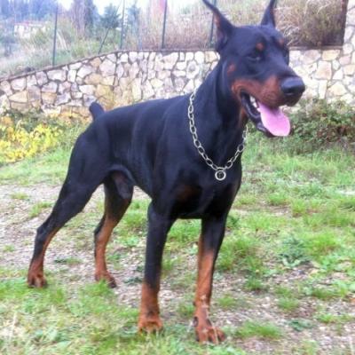 Dinastia Prima Carlos | Black Doberman Pinscher