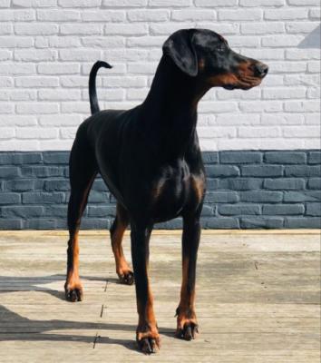 Russkaja Mechta Hertog Haron | Black Doberman Pinscher