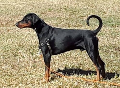 Hotan v. Haus Untersberg | Black Doberman Pinscher