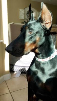 Semper Fidelis Night Dream | Black Doberman Pinscher