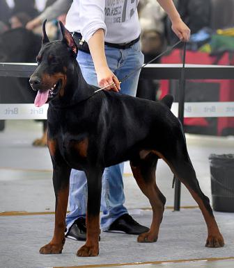 Pax Deorum Shahnazar | Black Doberman Pinscher