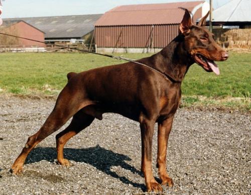 Fela v. Franckenhorst | Brown Doberman Pinscher