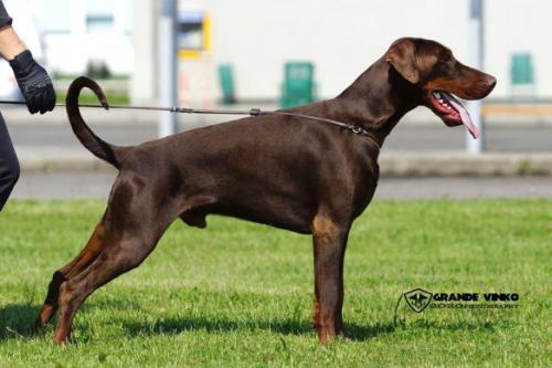 Elvenar de Grande Vinko | Brown Doberman Pinscher