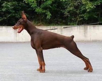 Irinland Barselona Betelges | Brown Doberman Pinscher