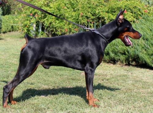 Sant Kreal Sheldon | Black Doberman Pinscher