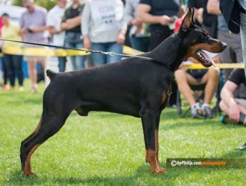 Sant Kreal Schwarz | Black Doberman Pinscher