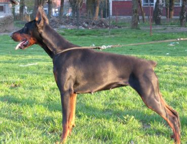 Jenna Sawages (JR 70626) | Black Doberman Pinscher