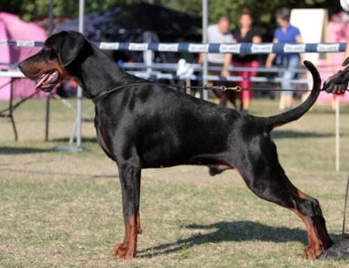 Maximus from House of Emperor | Black Doberman Pinscher