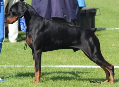 Fitzkin Has It | Black Doberman Pinscher