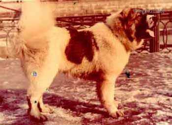 LAVASH (LFZ) | Caucasian Mountain Dog 