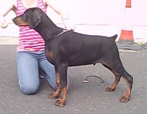 Fitzkin Hot & Heavy | Black Doberman Pinscher