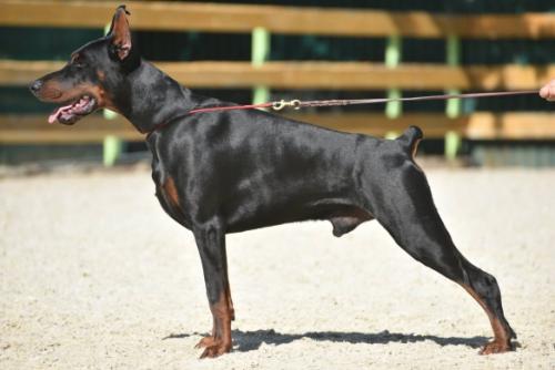 Nordwood de Grande Vinko | Black Doberman Pinscher