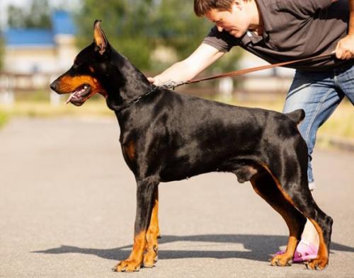 Mustang Red Tail v.d. Ost Comitatus | Black Doberman Pinscher