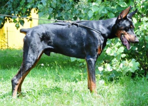 Mark Spencer v.d. Ost Comitatus | Black Doberman Pinscher