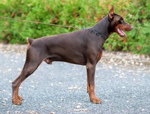 Otto v.d. Ost Comitatus | Brown Doberman Pinscher