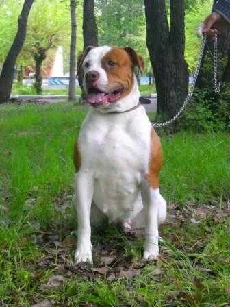 Bulldrow Kalambina | American Bulldog 