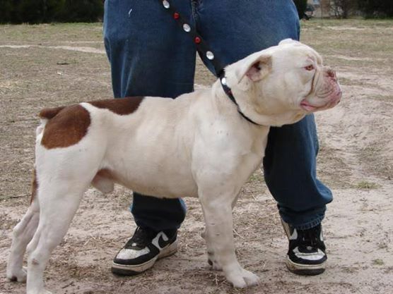 VLS Nitro | Olde English Bulldogge 