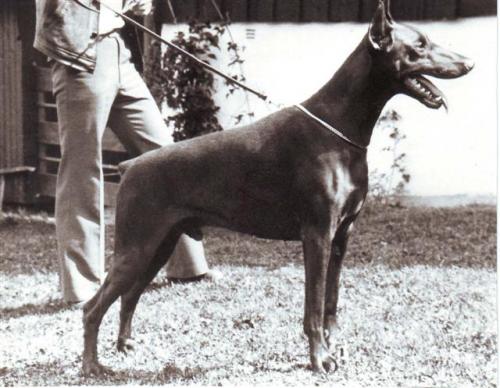 Guy's Hilo v. Norden Stamm | Black Doberman Pinscher