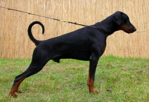 Anima Vero Attila Savage | Black Doberman Pinscher